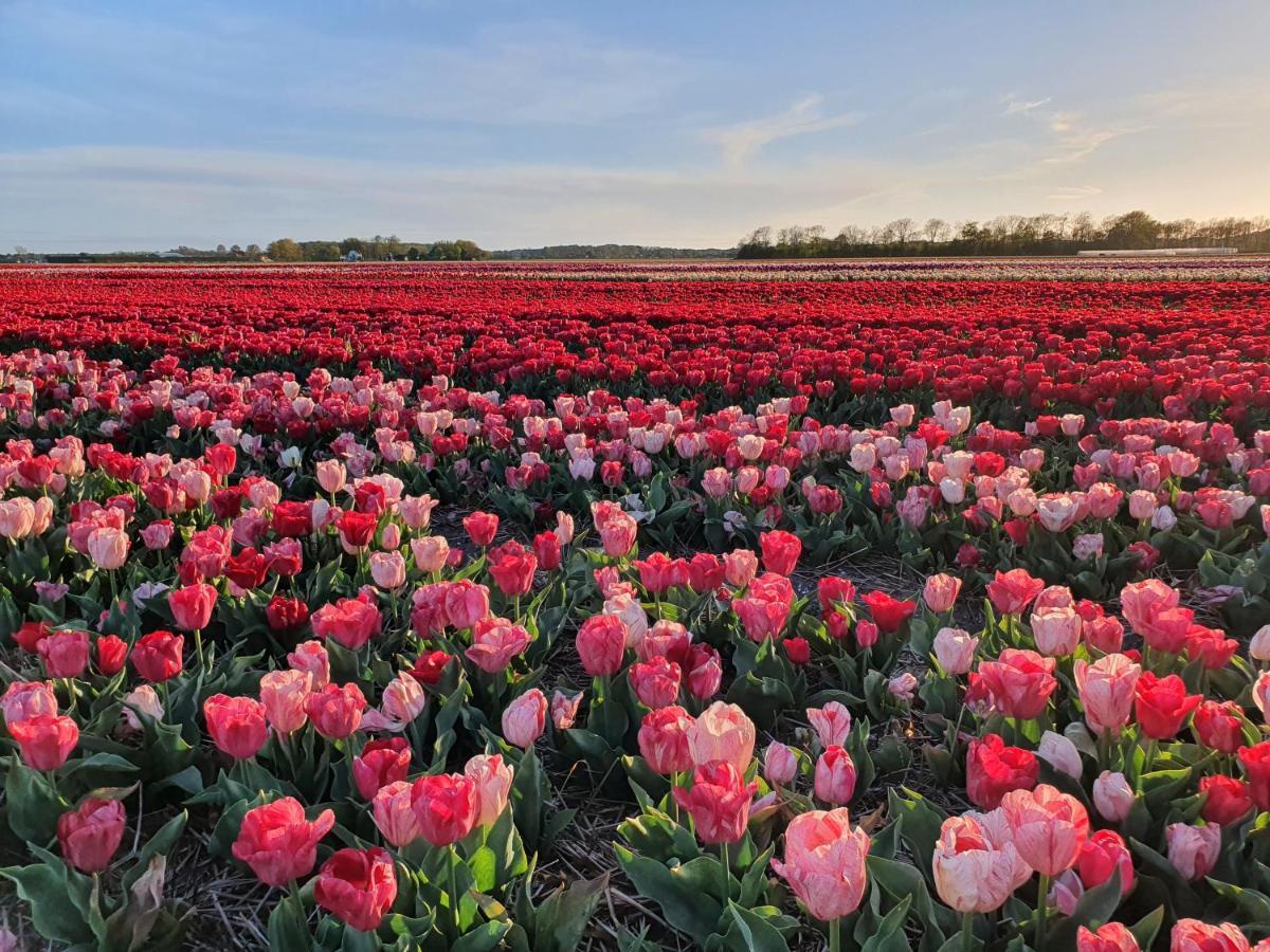 Buitenhuis Egmond 埃赫蒙德·安登胡夫 外观 照片
